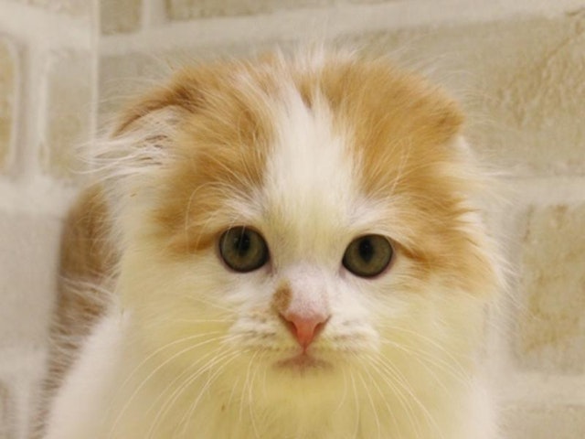 千葉県のスコティッシュフォールド (ペッツワン幕張店/2024年3月3日生まれ/男の子/レッドタビーホワイト)の子猫